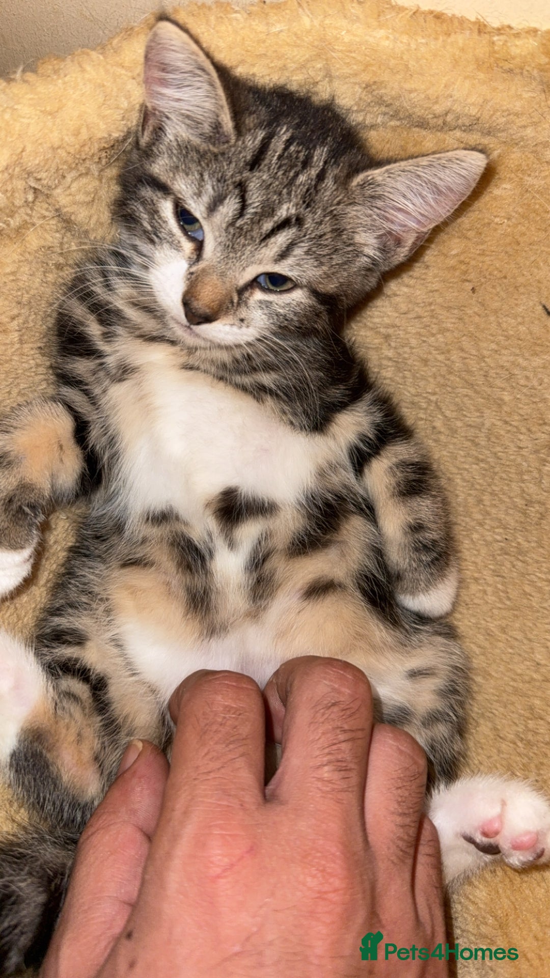 Mixed Breed cats for sale: Tabby Turkish angora - Image 4