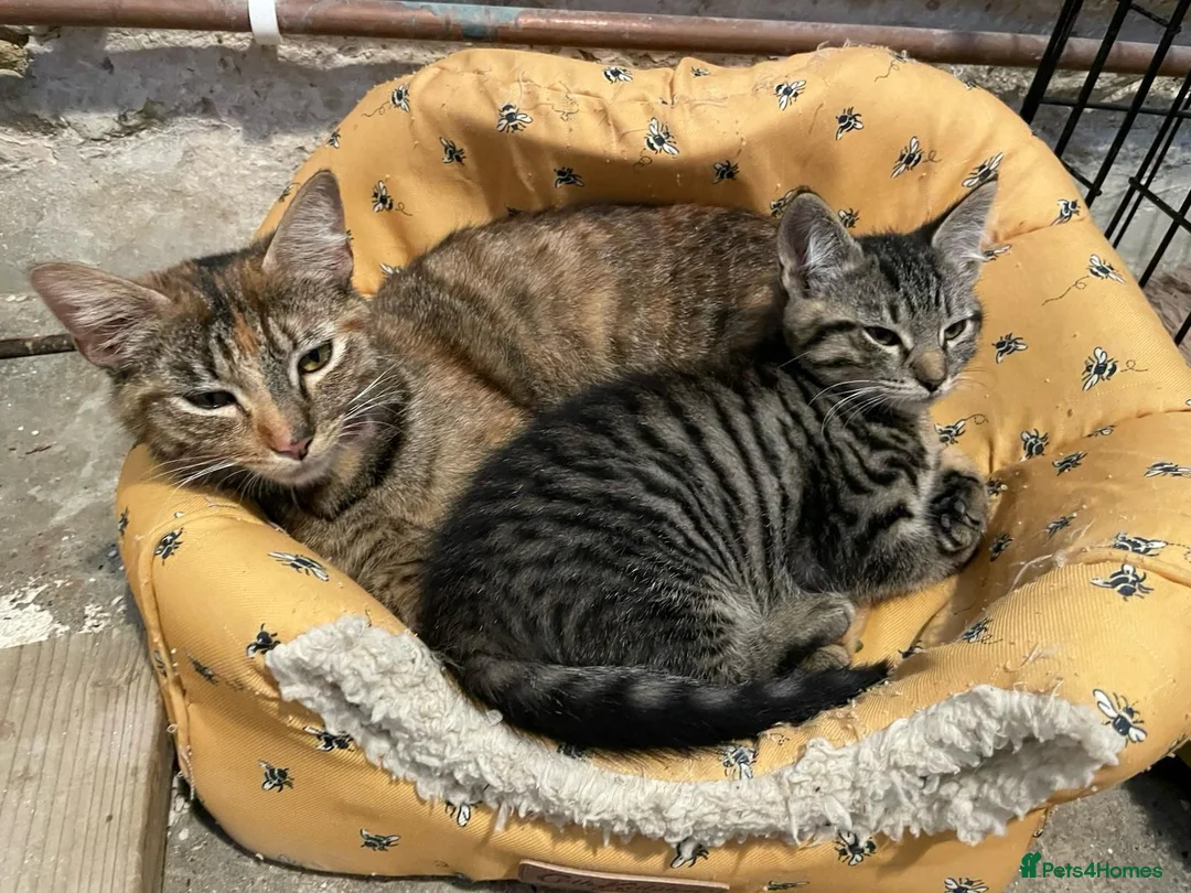 Mixed Breed cats for sale: Lovely little Female 17 week old Tabby kitten in Beaminster - Advert 2