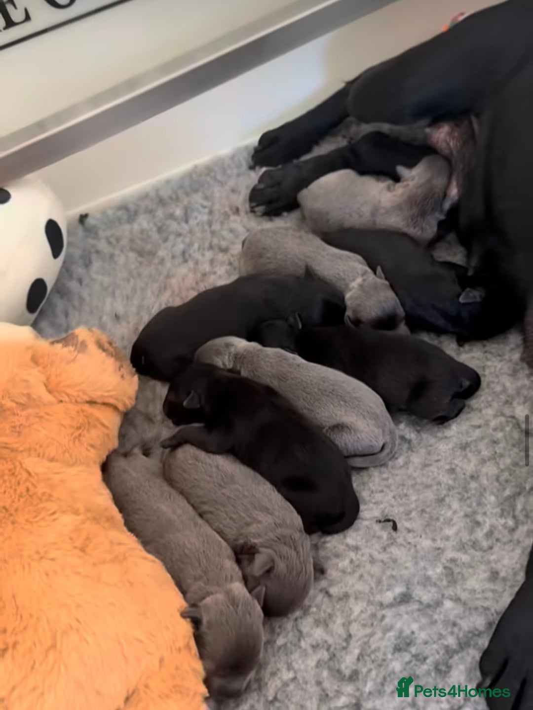 Staffordshire Bull Terrier dogs for stud: BILL - BLACK CHAMPION - BLUE GENE  - Advert 4