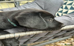 Springador dogs for sale: Last Springador Labrador Puppy ready now in Plymouth - Image 8