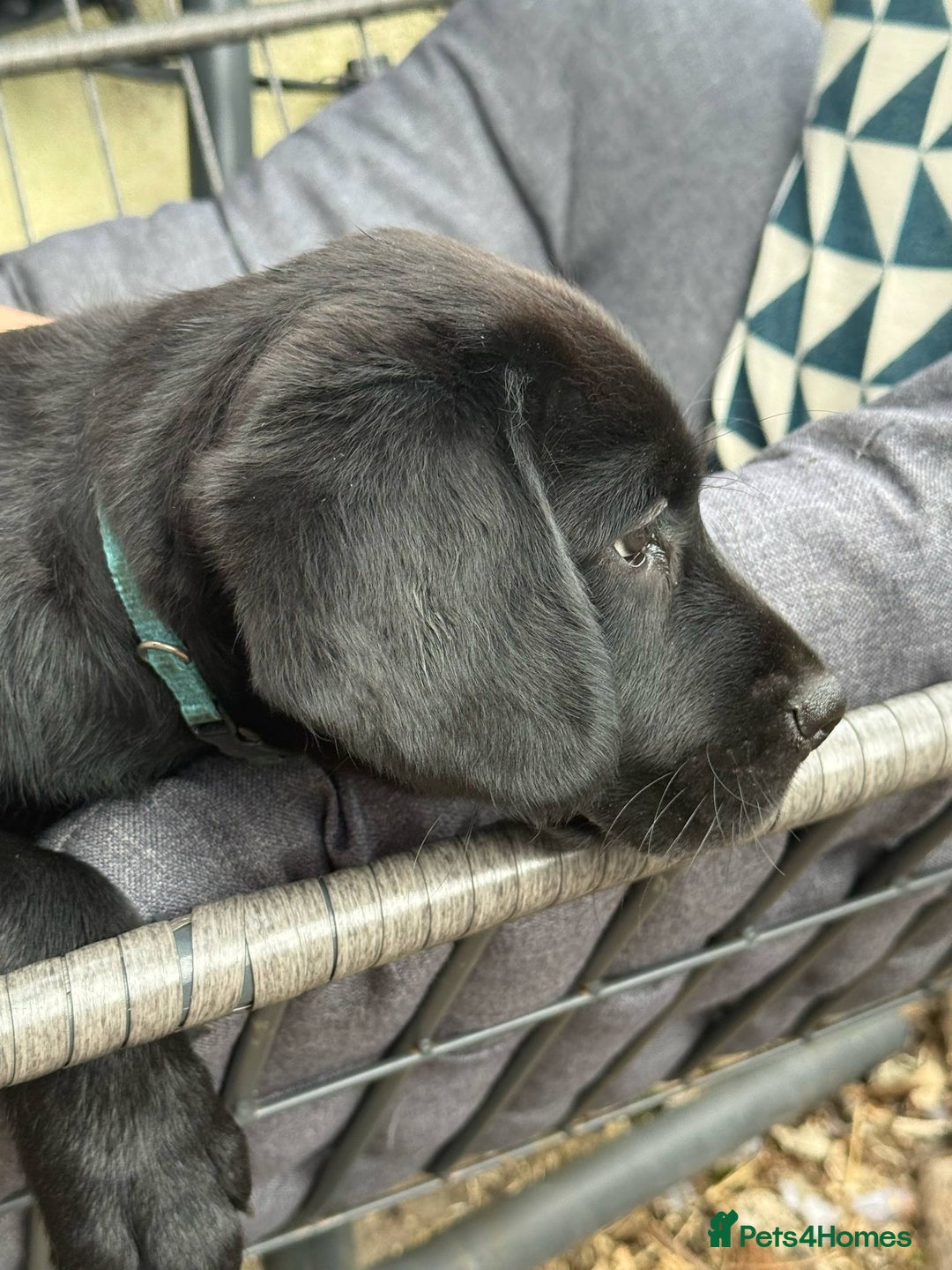 Springador dogs for sale: Last Springador Labrador Puppy ready now in Plymouth - Image 8