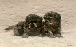Miniature Poodle dogs for sale: Miniature poodle puppies  - Image 11