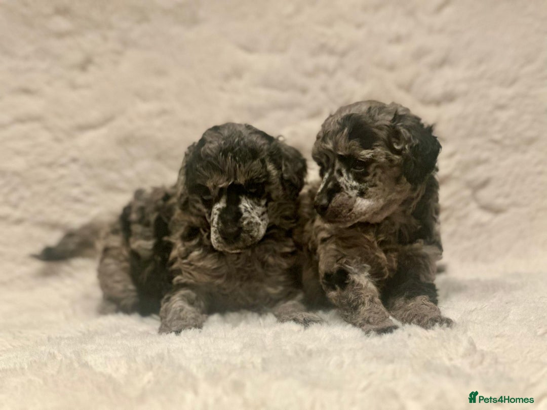 Miniature Poodle dogs for sale: Miniature poodle puppies  - Image 11