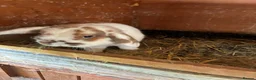 Mixed Breed rabbits for sale: Cute Bunnies - Advert 10