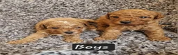 Cavapoo dogs for sale: Beautiful cavapoo puppies  - Advert 4