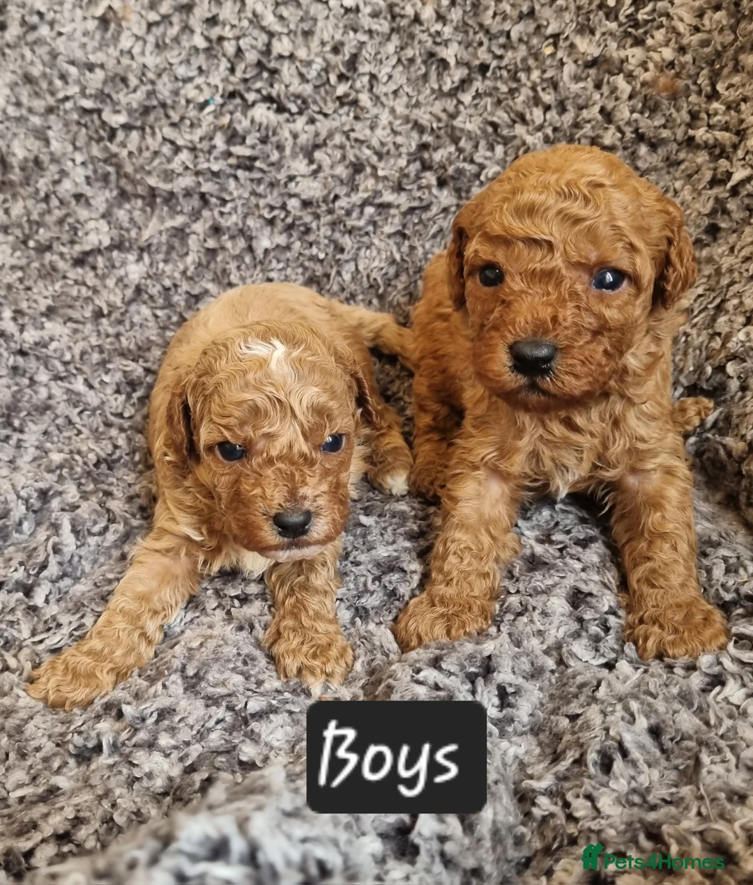 Cavapoo dogs for sale: Beautiful cavapoo puppies  - Advert 4
