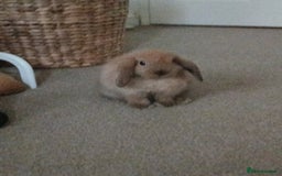 Mini Lop rabbits for sale: Adorable mini lop bunny - Image 2