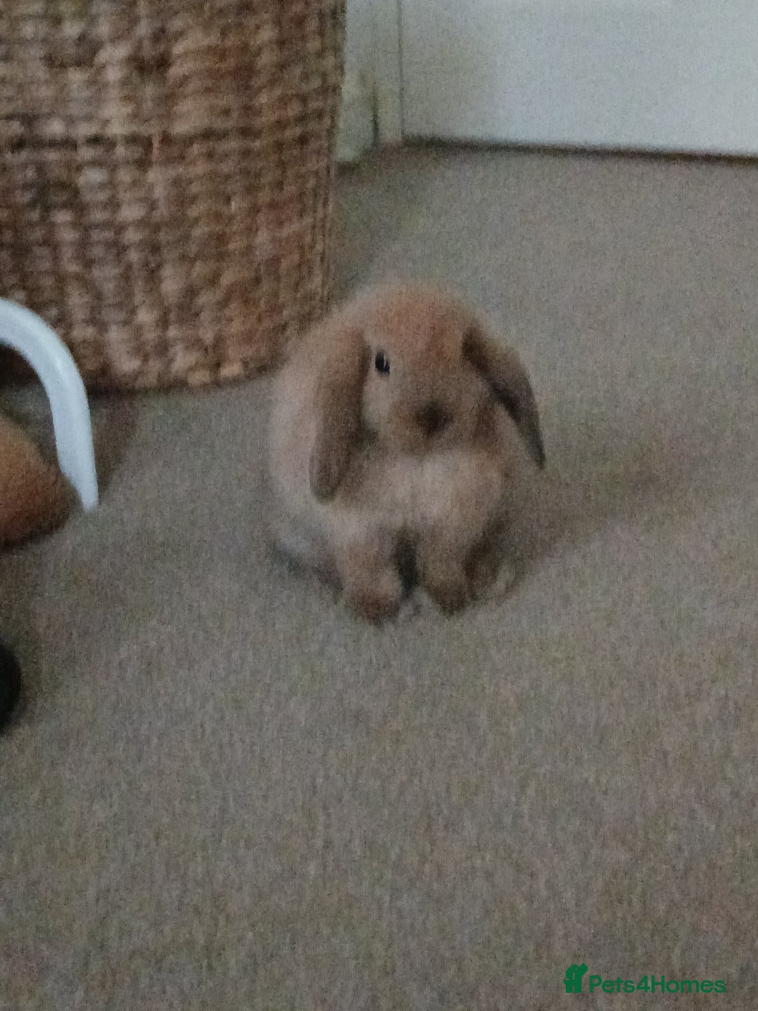 Mini Lop rabbits for sale: Adorable mini lop bunny - Image 2