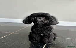 Toy Poodle dogs for sale: 🐾 Toy Poodle Puppies for Sale–Champion Bloodline - Image 7