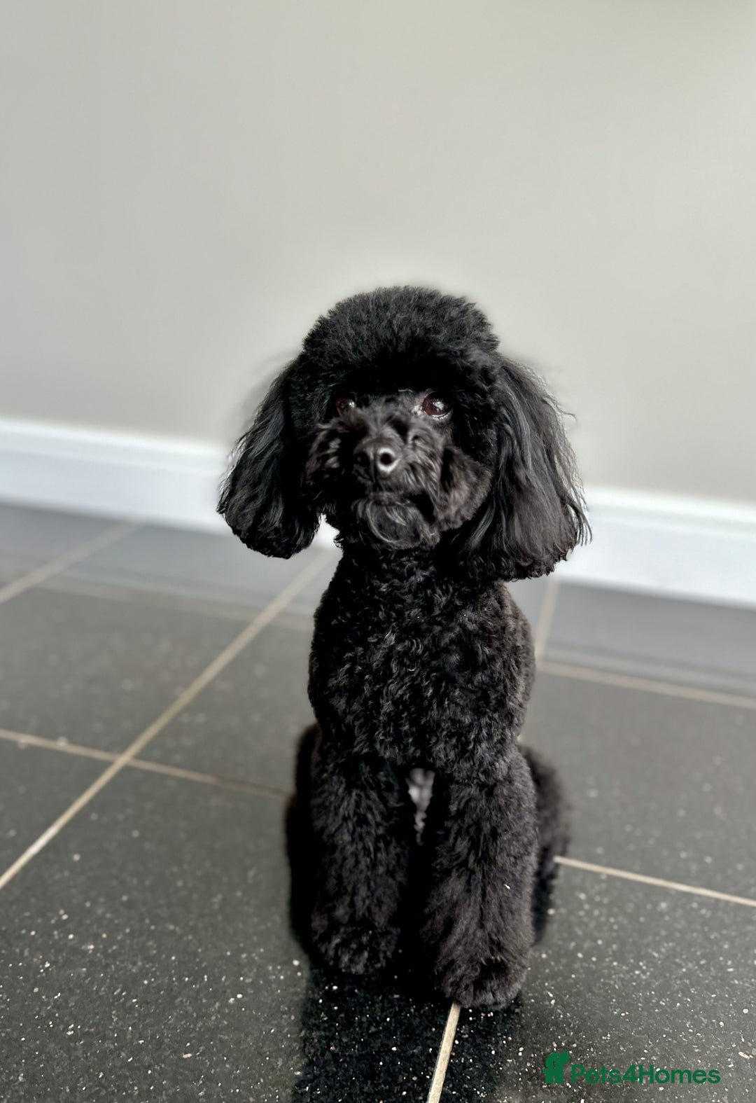 Toy Poodle dogs for sale: 🐾 Toy Poodle Puppies for Sale–Champion Bloodline - Image 7