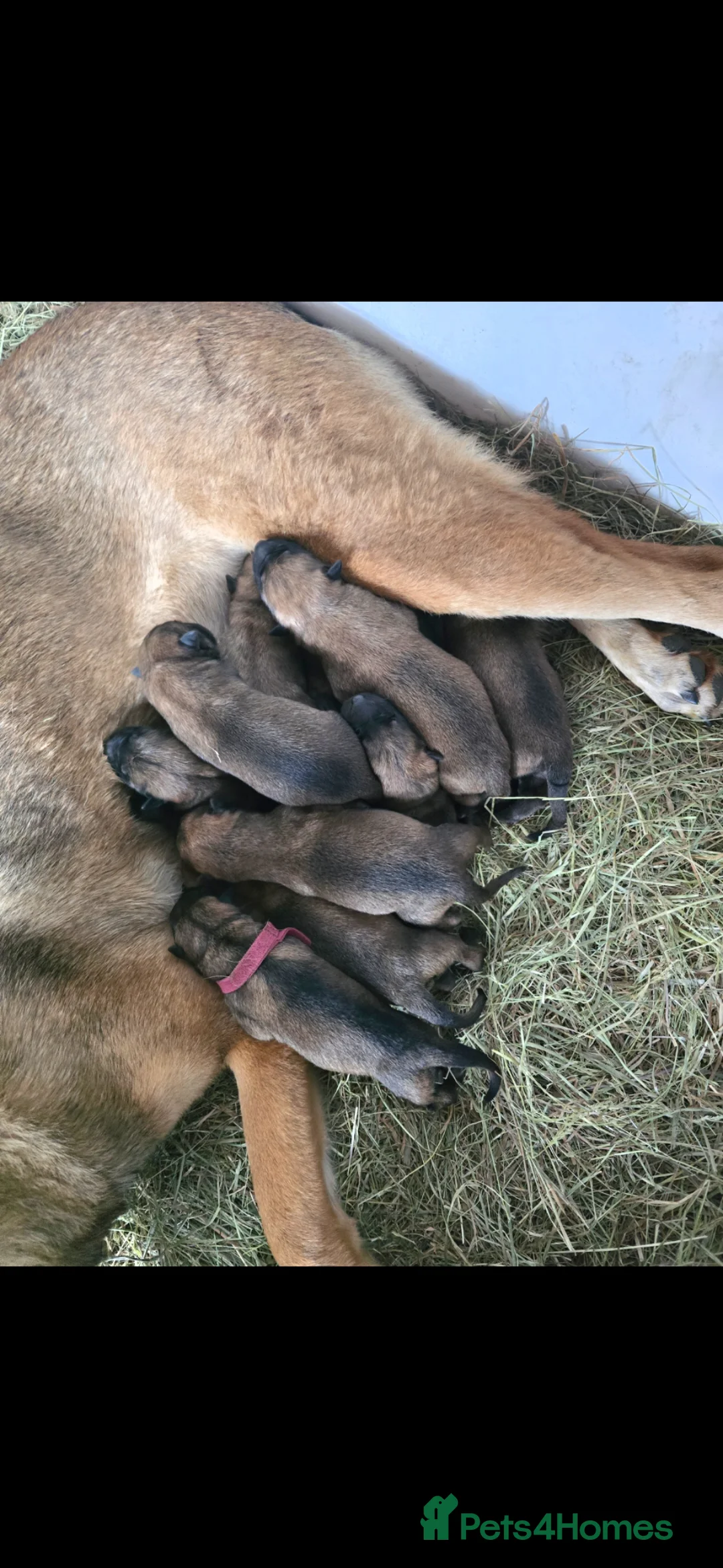 Mixed Breed dogs for sale: 3/4 GSD 1/4 Malinois - Advert 2