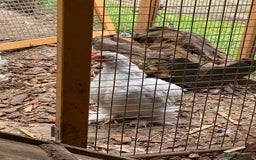Chickens poultry for sale: Lavender Pekin Bantams  - Image 5