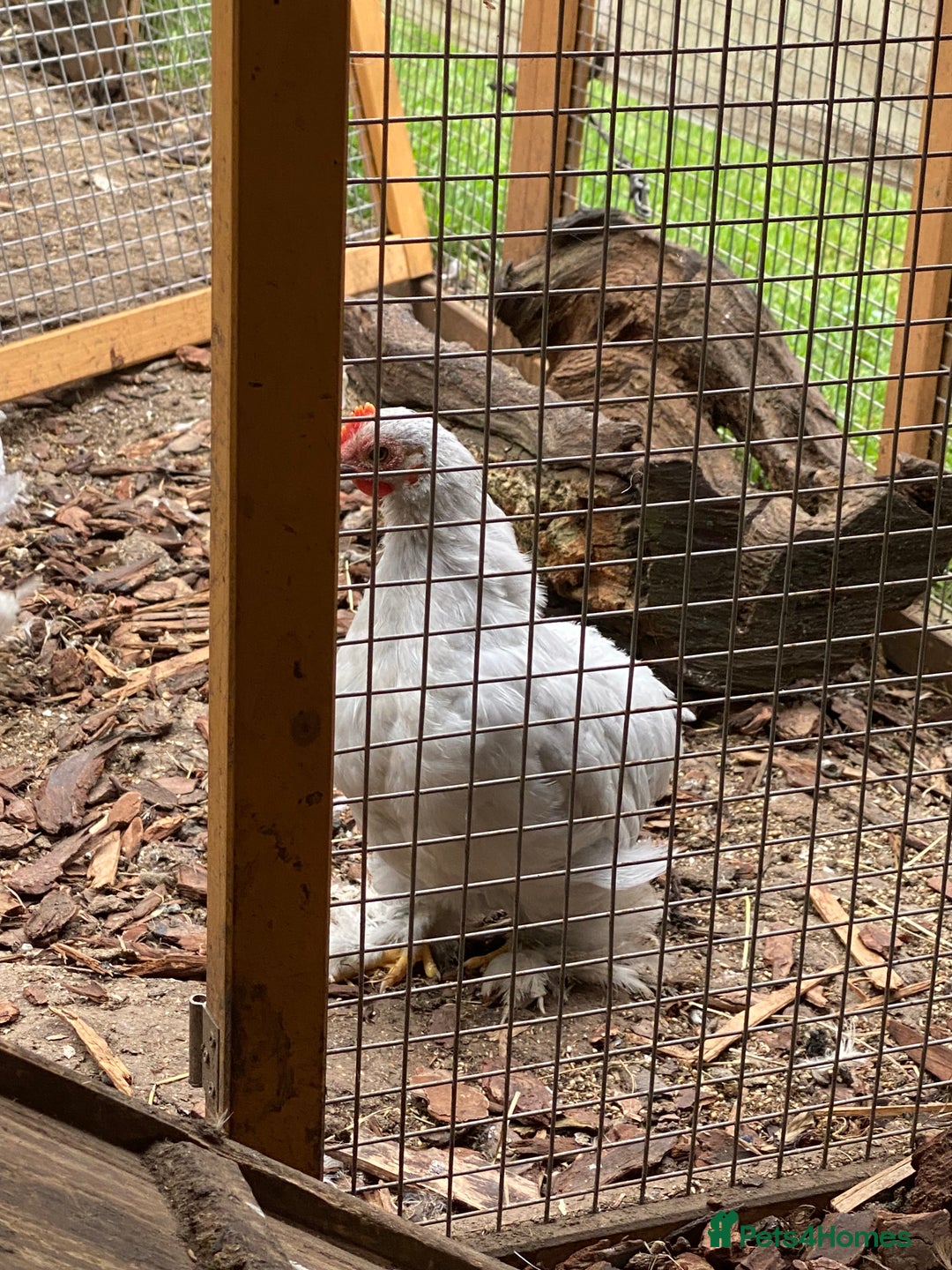 Chickens poultry for sale: Lavender Pekin Bantams  - Image 5