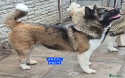 Akita dogs for sale: KC REGISTERED BEAR HEAD AMERICAN AKITA FEMALE PUPS - Image 12
