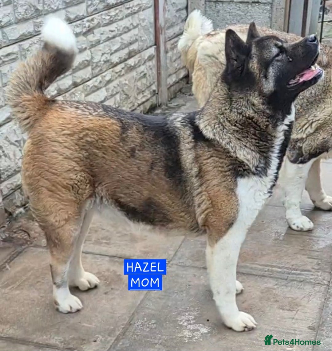 Akita dogs for sale: KC REGISTERED BEAR HEAD AMERICAN AKITA FEMALE PUPS - Image 12
