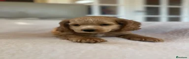 Cockapoo 3
