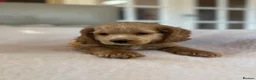 Cockapoo dogs for sale: Gorgeous yankydoodles  - Advert 4