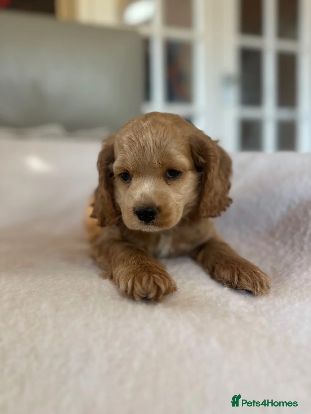 Cockapoo dogs for sale: Gorgeous yankydoodles  - Advert 4