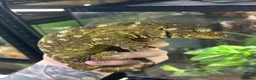 Gecko reptiles for sale: Pair of Leachianus Geckos and juveniles  - Advert 4