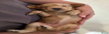 Cocker Spaniel 3