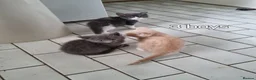 Mixed Breed cats for sale: Kittens looking for there forever homes. - Advert 5