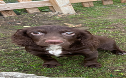 Cocker Spaniel dogs for sale: Working cocker spaniels puppies  - Image 19