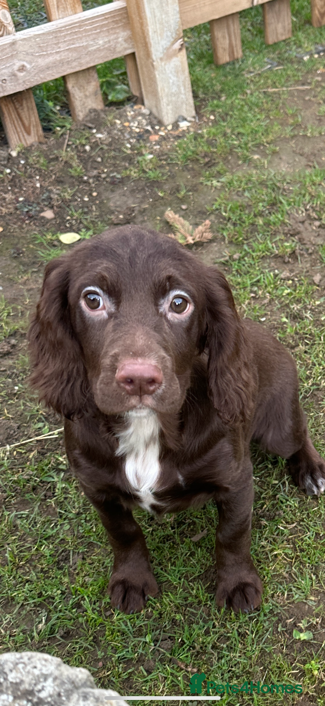 Cocker Spaniel dogs for sale: Working cocker spaniels puppies  - Image 19