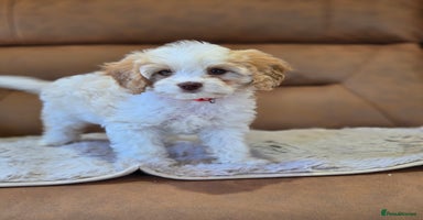 Cavapoo dogs - Advert 6