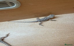 Bearded Dragon reptiles for sale: Bearded Dragon Babies - Image 1