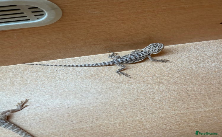 Bearded Dragon reptiles - Advert 10