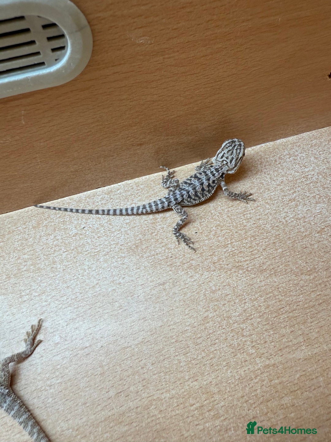 Bearded Dragon reptiles for sale: Bearded Dragon Babies - Image 1