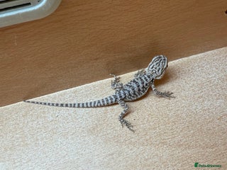 Bearded Dragon reptiles - Advert 12
