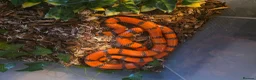 Mixed Breed reptiles for sale: Reptile Rehome look below for listing's. - Advert 7