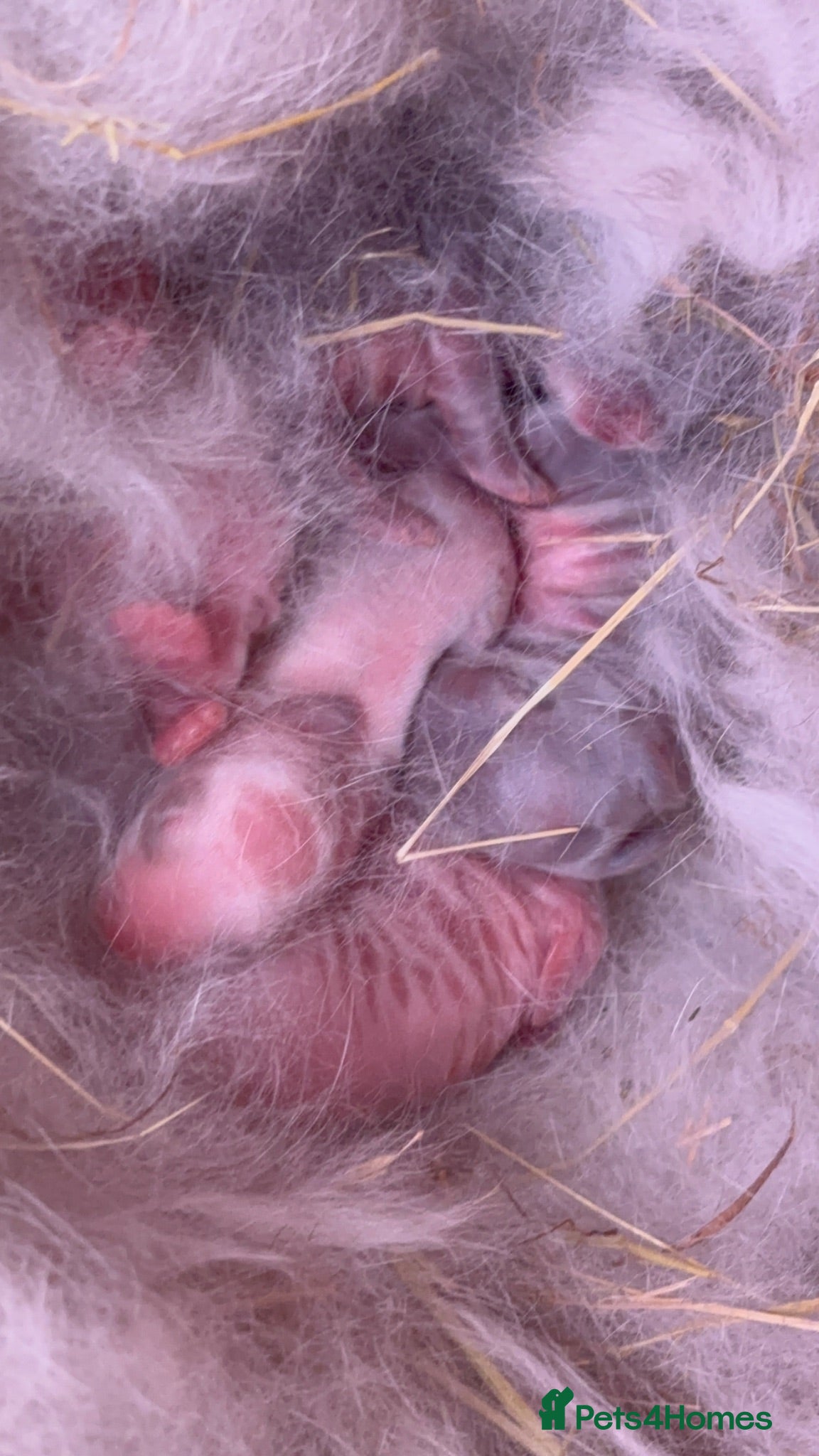 Mini Lop rabbits New born mini lop rabbits - Advert 1