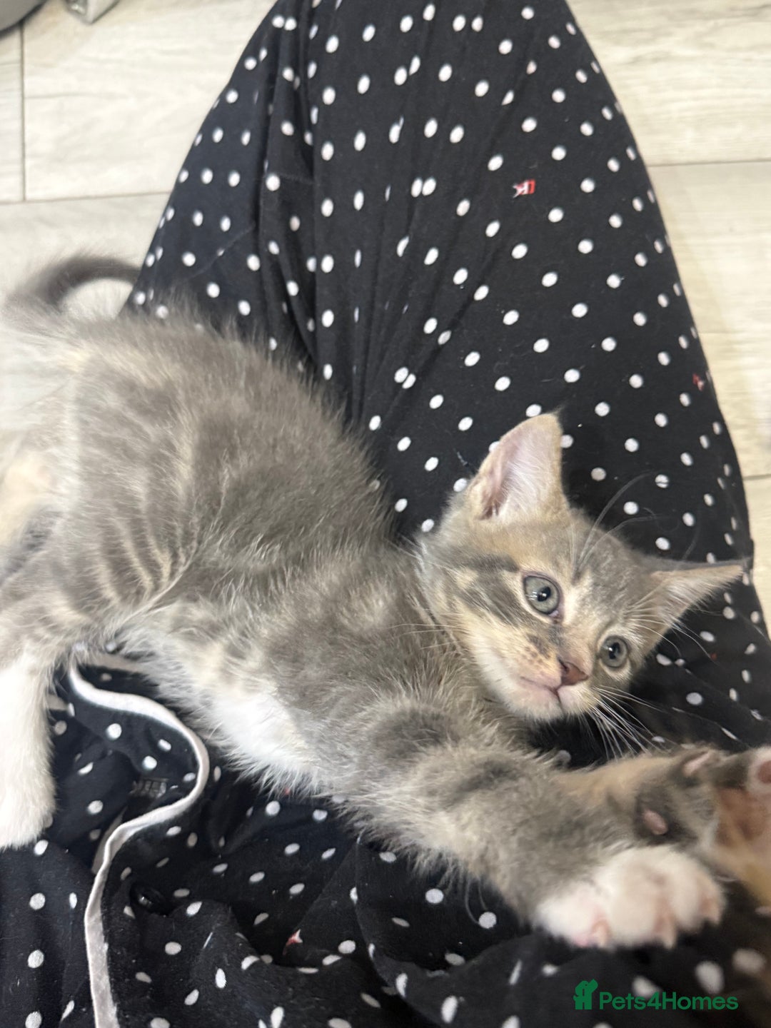 Mixed Breed cats for sale: Tabby Kittens - Advert 9