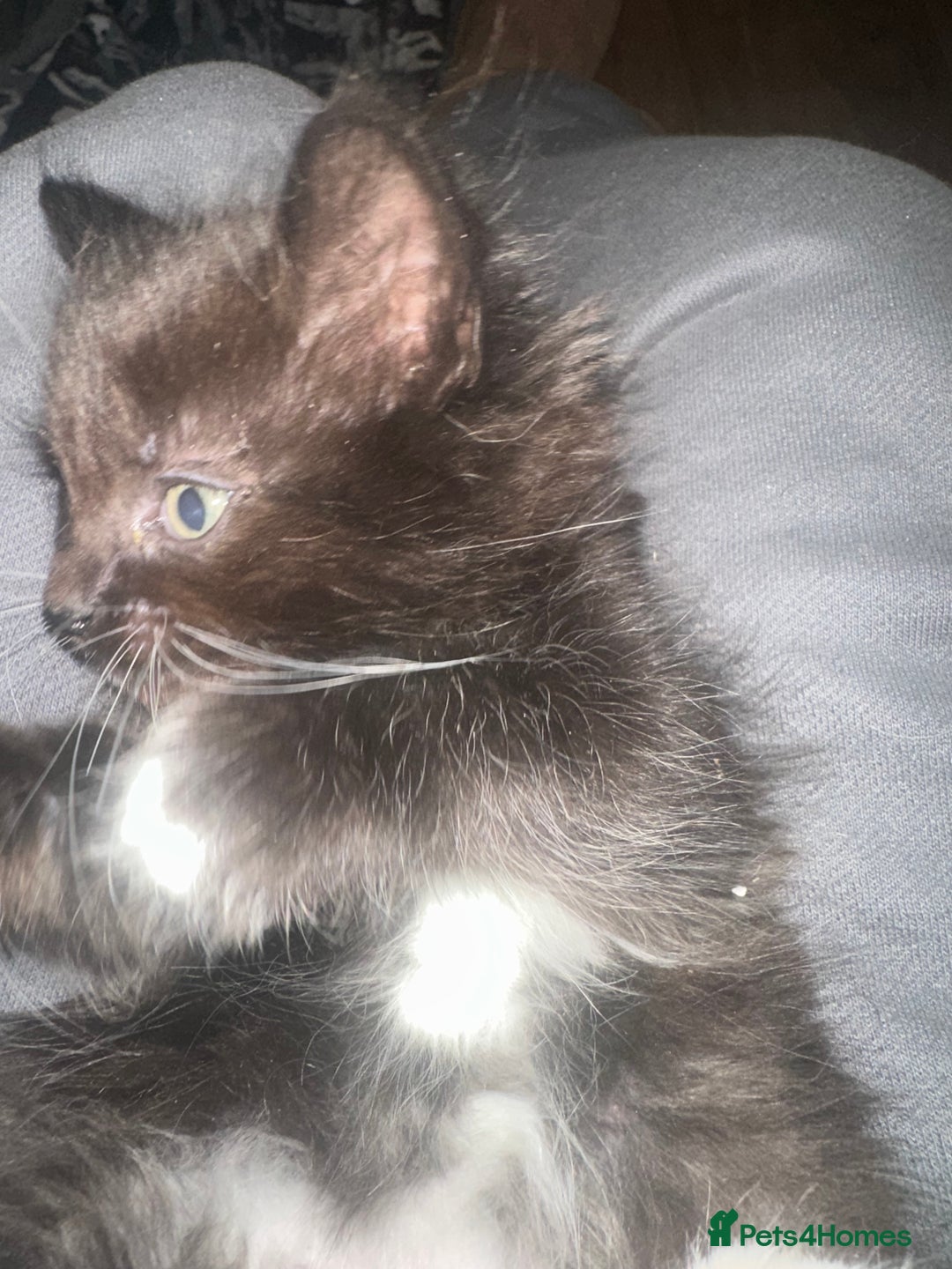 Ragcoon cats for sale: Ragdoll cross - Advert 19