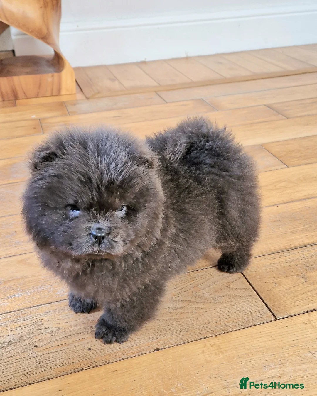 Chow Chow dogs for sale: Micro chow. Kc reg - Advert 3