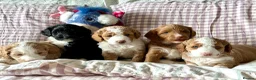 Australian Labradoodle dogs for sale: Health Tested Multigen Australian Double Doodles - Advert 12