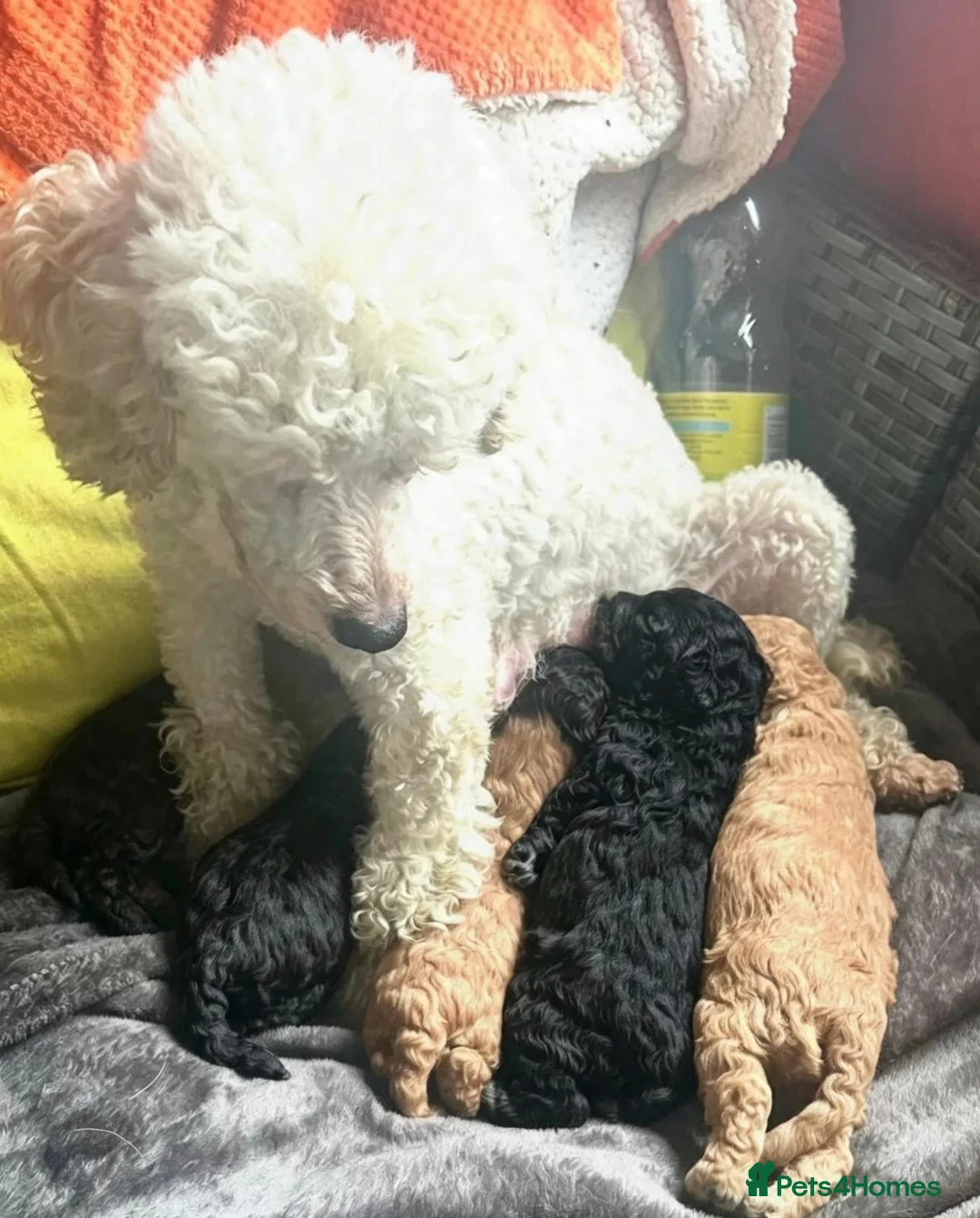 Toy Poodle dogs for sale: Meet 'Littles' - Rare Silver Tiny Toy Poodle Boy🐾 - Advert 2