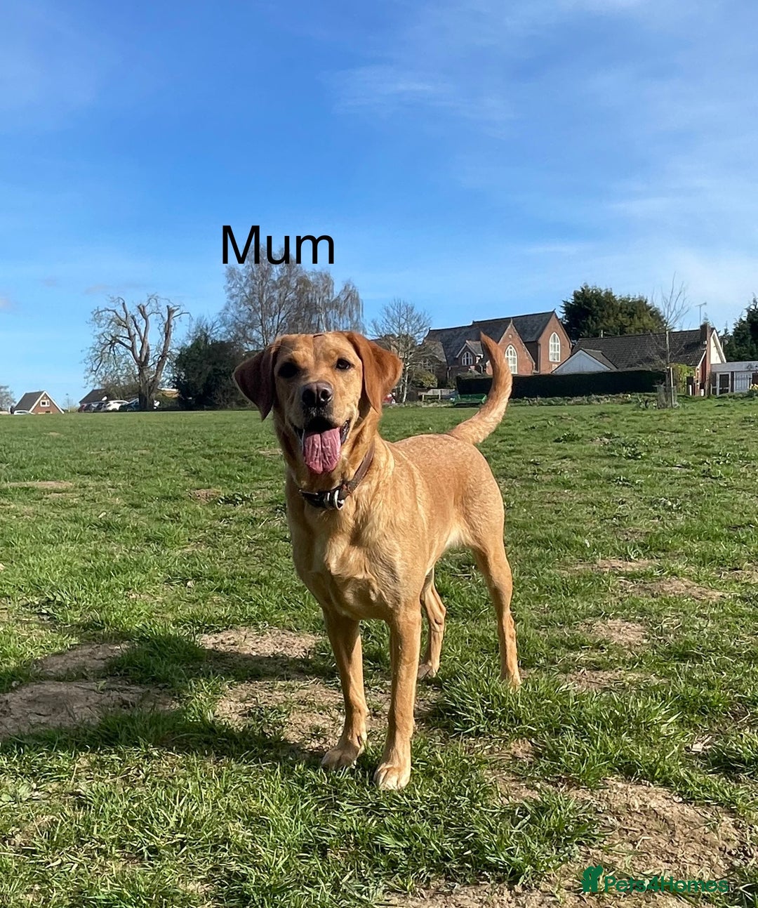 Labrador Retriever dogs for sale: Beautiful Light / fox red Labrador Retriever pups - Advert 2