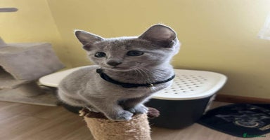 Russian Blue cats - Advert 7