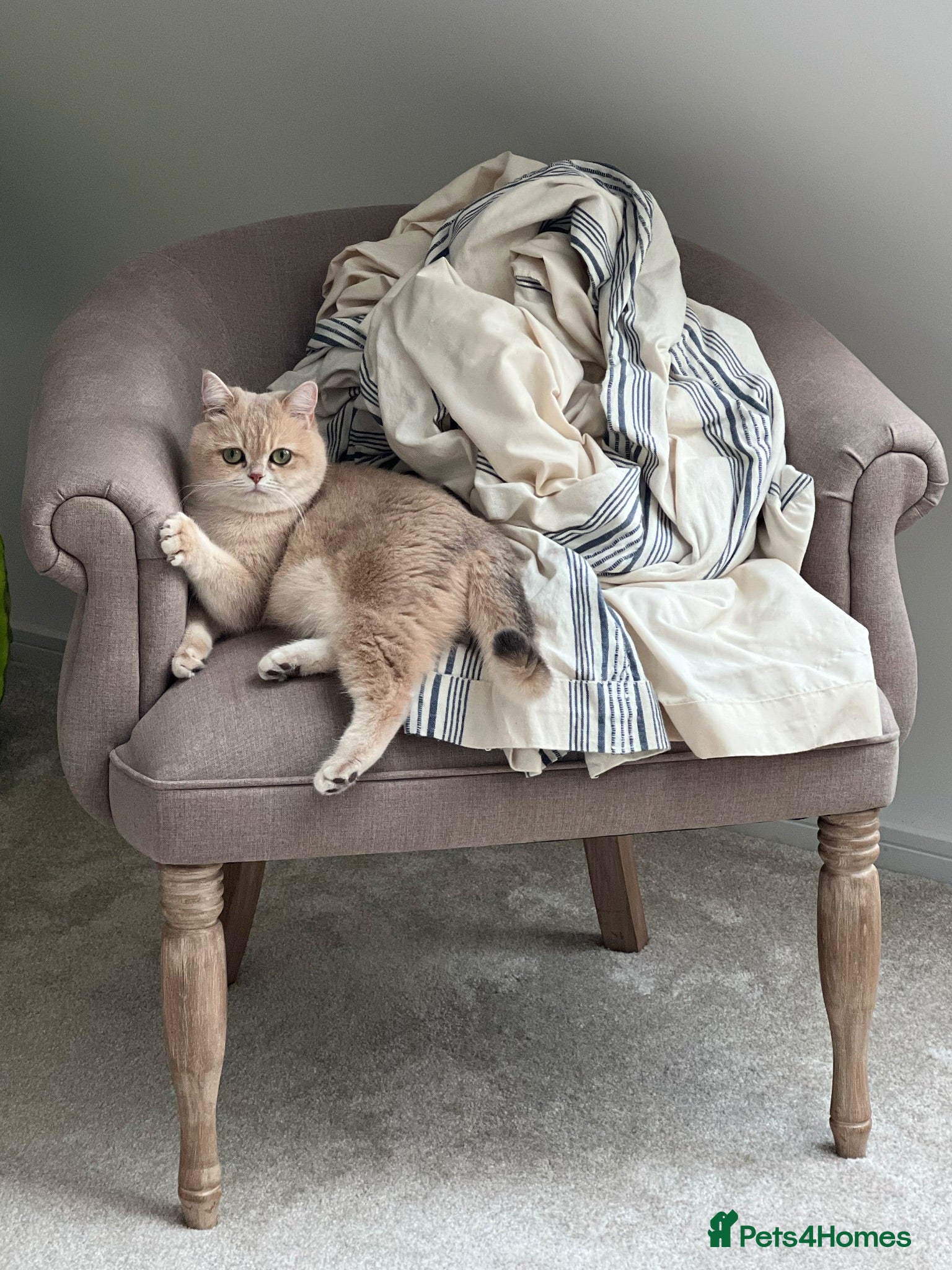 British Shorthair cats Beautiful BSH AY12 Golden Blue Female - Advert 1