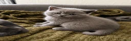British Shorthair cats for sale: British Shorthair Kittens for Sale – 5 Available! - Advert 17