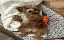 Cockapoo dogs for stud: Ralph red cockapoo miniature stud  - Advert 4