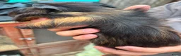 Guinea Pig rodents for sale: 4X Male Guinea Big Babies  - Advert 4