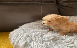 Maltipoo dogs for sale: Tiny Maltipoo Puppies - Image 8