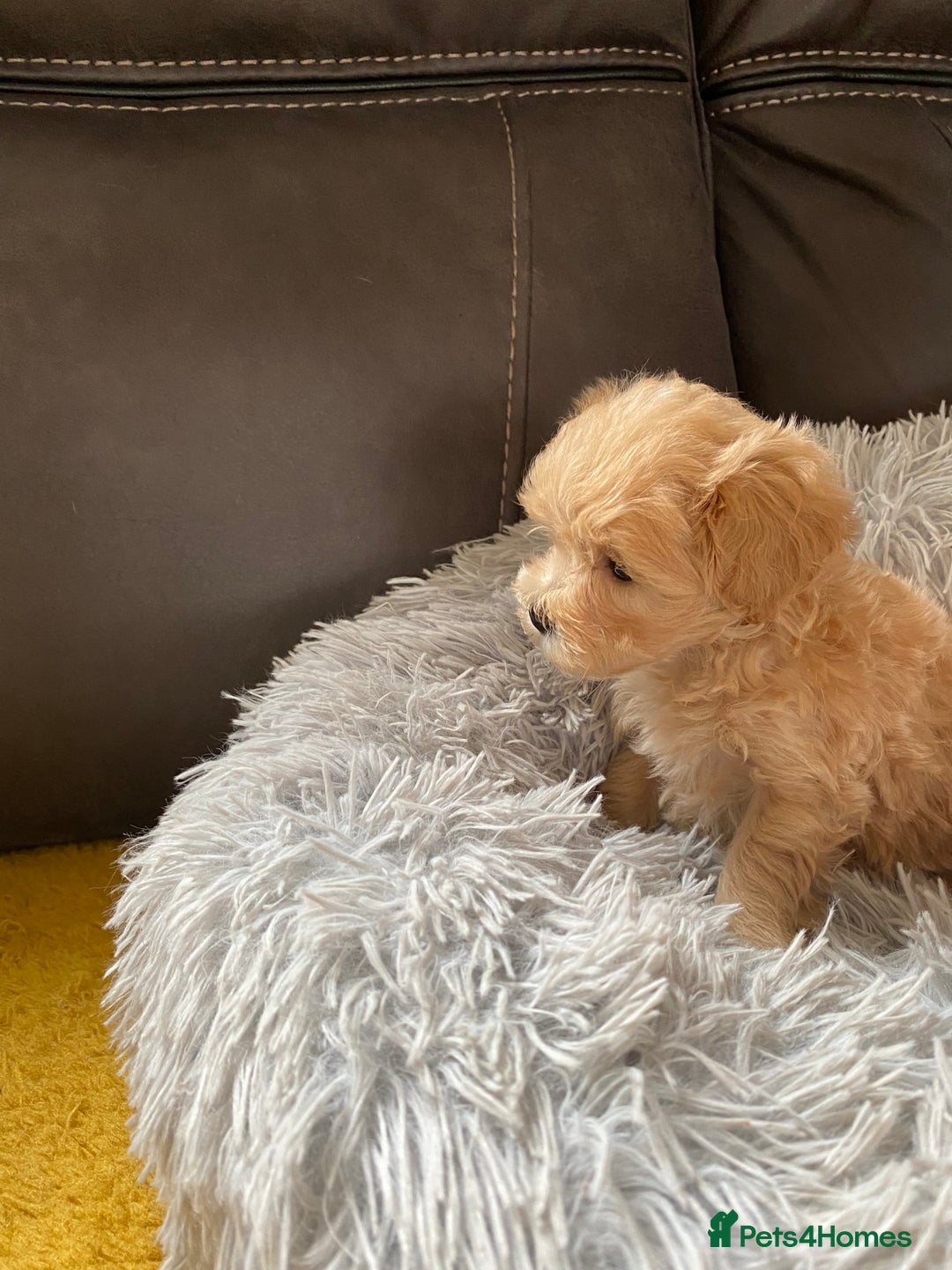 Maltipoo dogs for sale: Tiny Maltipoo Puppies - Image 8