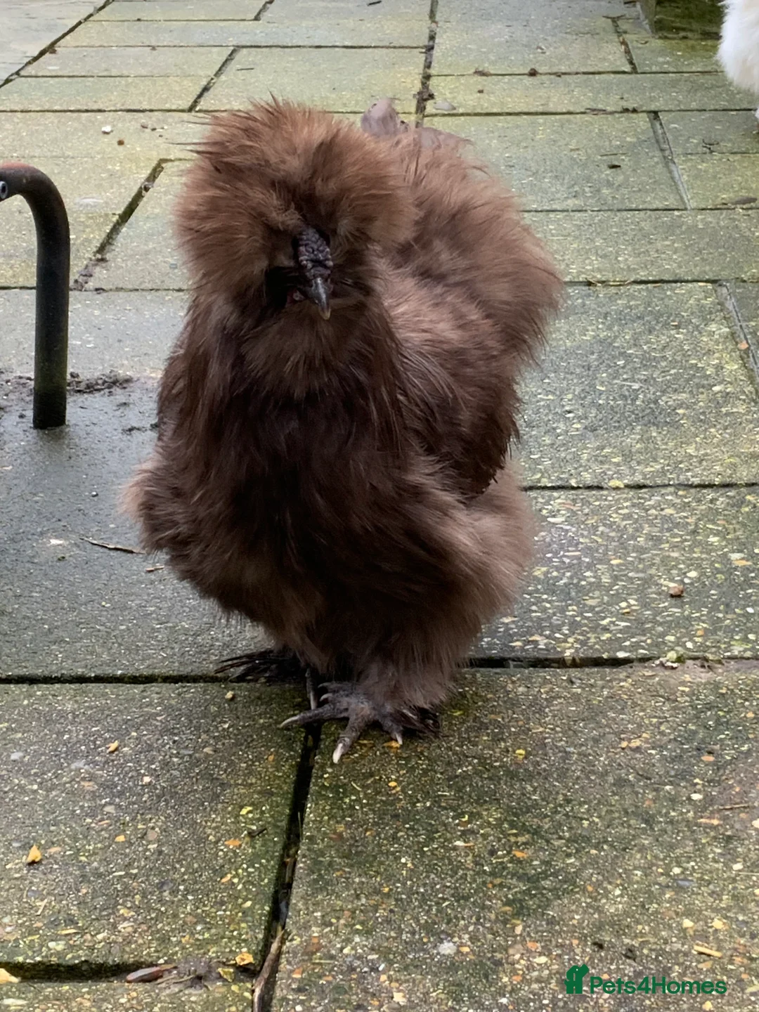 Chickens poultry for sale: USA Silkie boy  - Advert 1
