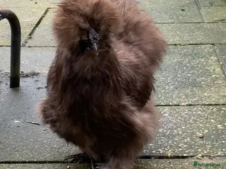 Chickens poultry USA Silkie boy - Advert 1
