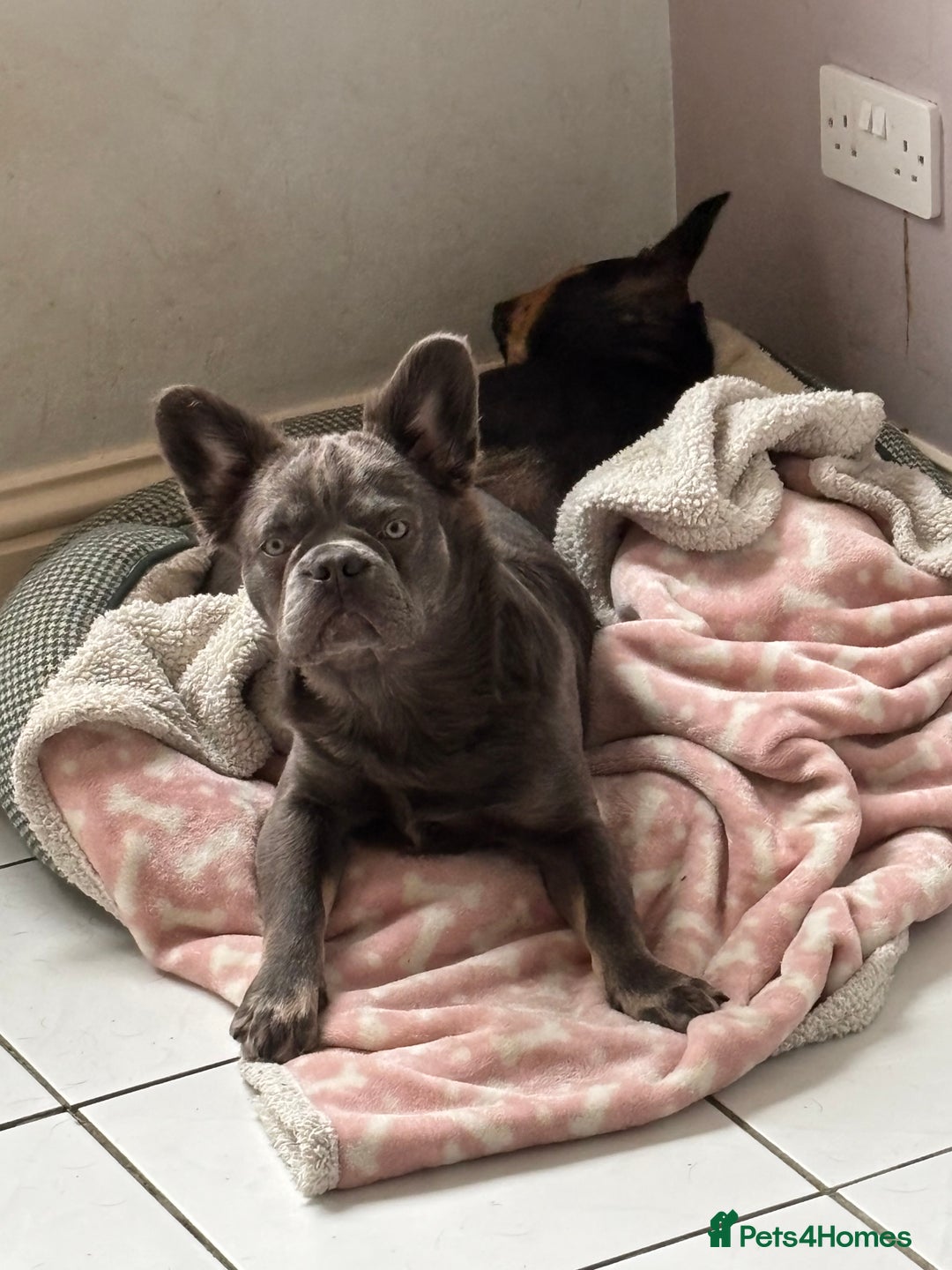 French Bulldog dogs for sale: Blue fluffy frenchie - Advert 4